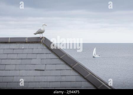 Coverack auf der Halbinsel Lizard in Cornwall. Bilddatum: Freitag, 6. Mai 2022. Foto von Christopher Ison © Stockfoto