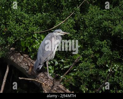 Warrington, da viele Städte und Gemeinden in unserem Land mit Kanälen und Teichen/Seen durchkreuzt werden. Diese sind der Lebensraum städtischer Graureiher. Stockfoto