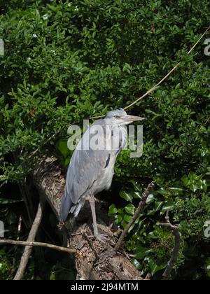 Warrington, da viele Städte und Gemeinden in unserem Land mit Kanälen und Teichen/Seen durchkreuzt werden. Diese sind der Lebensraum städtischer Graureiher. Stockfoto