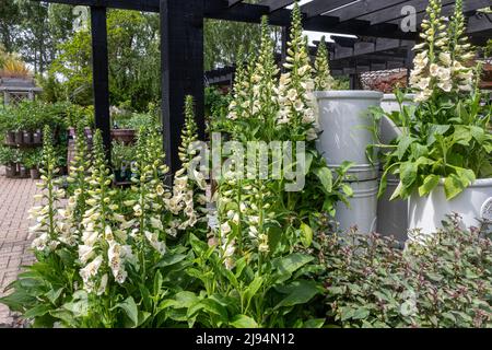 Weiße Füchshandschuhe Digitalis Purpurea Alba zum Verkauf im Freien in einem Gartencenter, Großbritannien Stockfoto