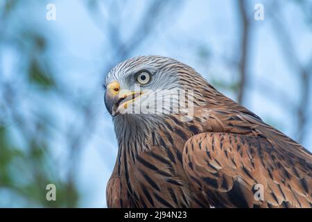 Roter Drachen (Milvus milvus) Nahaufnahme, Großbritannien Stockfoto