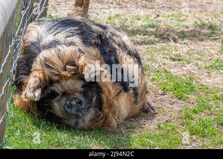 Kunekune Schwein, sich in der Feder niederliegend Stockfoto