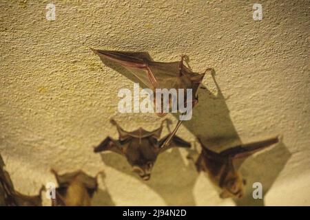 Trident-Fledermaus oder Trident-Blattnase-Fledermaus (Asellia tridens) Stockfoto