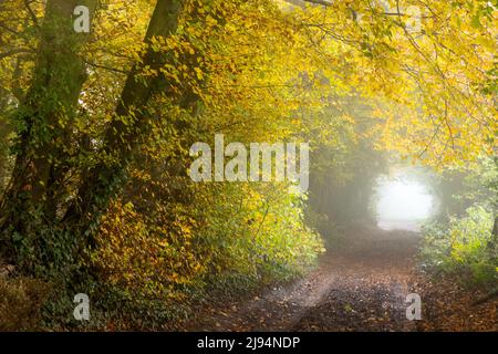 Eine grüne Gasse durch die nebligen herbstlichen Hazel Woods, Nailsworth, Cotswolds, Gloucestershire Stockfoto