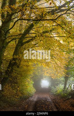 Eine grüne Gasse durch die nebligen herbstlichen Hazel Woods, Nailsworth, Cotswolds, Gloucestershire Stockfoto