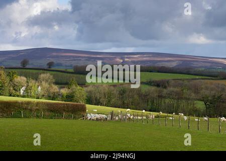 Dunkery Hill vom Coleridge Way Fußweg bei White Moor in der Nähe von Wheddon Cross in den Brendon Hills, Somerset, England. Stockfoto