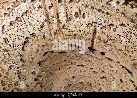 Ein wilder Pilz, Cranborne Chase, Dorset, England, Großbritannien Stockfoto