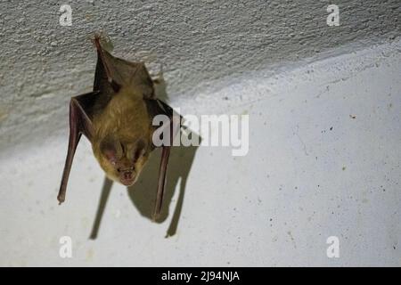 Trident-Fledermaus oder Trident-Blattnase-Fledermaus (Asellia tridens) Stockfoto