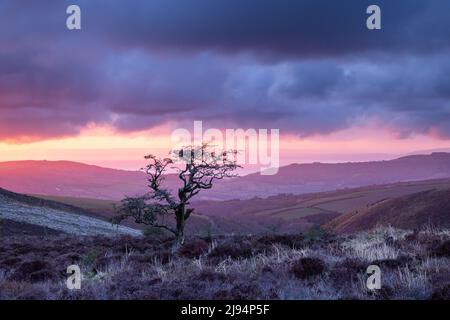 Ein Baum auf Porlock Common at Dawn, Exmoor, Somerset, England, UK Stockfoto