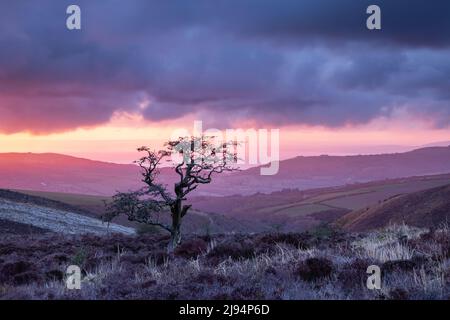 Ein Baum auf Porlock Common at Dawn, Exmoor, Somerset, England, UK Stockfoto