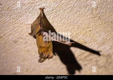 Trident-Fledermaus oder Trident-Blattnase-Fledermaus (Asellia tridens) Stockfoto
