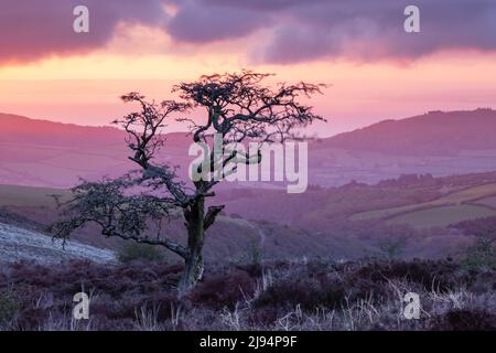 Ein Baum auf Porlock Common at Dawn, Exmoor, Somerset, England, UK Stockfoto