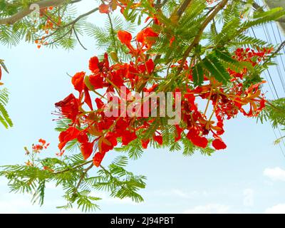 Delonix regia oder gulmohar rote Farbe Blüten und Blätter Stockfoto