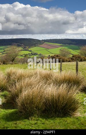 Croydon Hill aus Lype im Frühjahr im Exmoor National Park, Somerset, England. Stockfoto