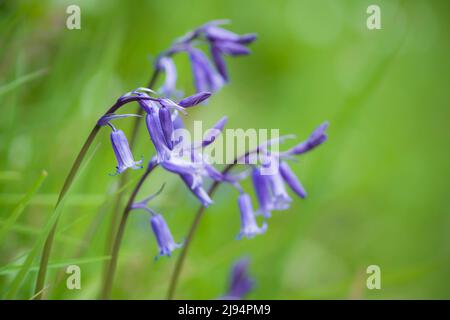 Bluebells (Hyacinthoides non scripta) im Frühjahr in den Brendon Hills, Exmoor National Park, Somerset, England. Stockfoto