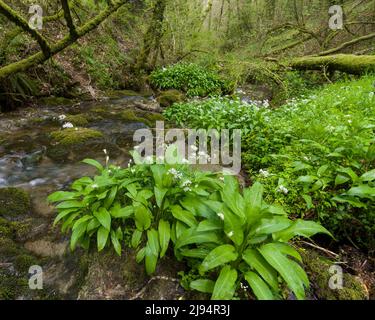 Bärlauch (Allium ursinum) am Bach in Kersham Wood, einem Nebenfluss zum Fluss Amil, in den Brendon Hills, Exmoor National Park, Somerset, England. Stockfoto