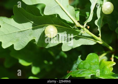 Gelb-grüne gewöhnliche Spangle Galls, die durch die zynipide Wespe Neuroterus quercusbaccarum auf der Unterseite eines Eichenbaumblattes verursacht werden. Familie Cynipidae, Frühling Stockfoto
