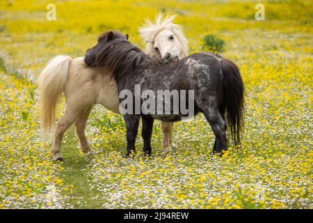 Pferde in einem Feld von Butterblumen, Milborne Port, Somerset, England, Großbritannien Stockfoto