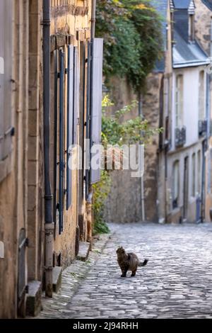 Eine Katze in der Altstadt von Le Mans, Sarthe, Frankreich Stockfoto