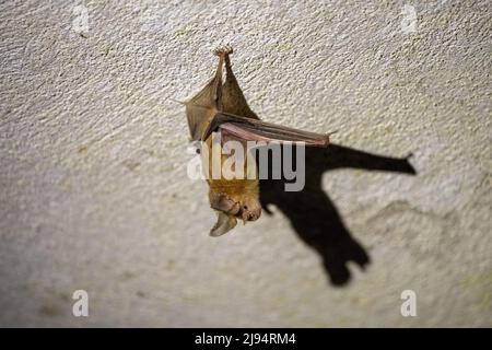 Trident-Fledermaus oder Trident-Blattnase-Fledermaus (Asellia tridens) Stockfoto