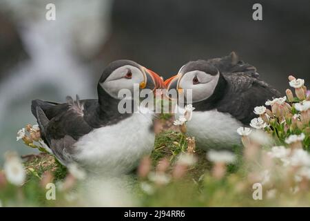 Zwei Atlantische Papageitaucher (Fraterkula arctica) unter Frühlingsblumen auf der Great Saltee Island vor der irischen Küste. Stockfoto