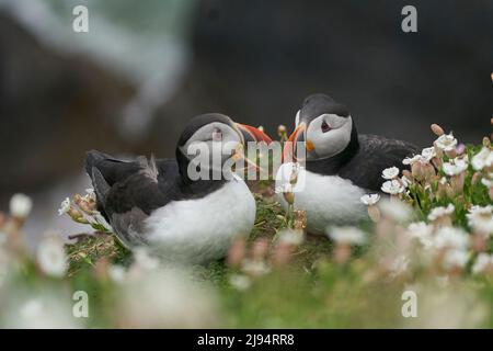 Zwei Atlantische Papageitaucher (Fraterkula arctica) unter Frühlingsblumen auf der Great Saltee Island vor der irischen Küste. Stockfoto