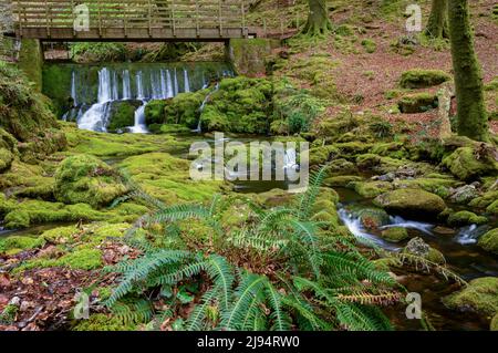 Wasser fließt über die moosbedeckten Felsen im Dendles Wood, National Nature Reserve Devon Stockfoto