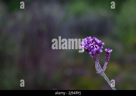 Nahaufnahme von gefrorenen Wassertröpfchen auf violetter Blume vor unscharfer Hintergrundfarbe. Bromo-Nationalpark, Ost-java, Indonesien. Stockfoto