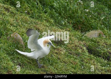 Gannet (Morus bassanus) sammelt Pflanzenmaterial für die Verwendung als Nistmaterial auf der Great Saltee Island vor der irischen Küste. Stockfoto