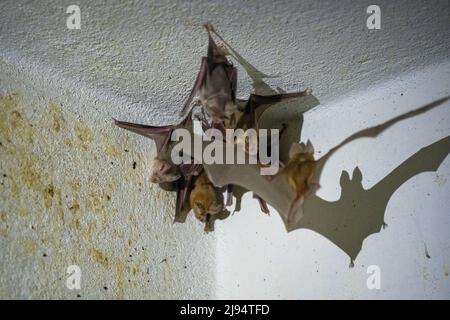 Trident-Fledermaus oder Trident-Blattnase-Fledermaus (Asellia tridens) Stockfoto