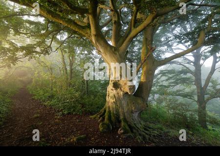 Eine Buche in Everlanes Woods an einem nebligen Sommermorgen, Milborne Port, Somerset, England, Großbritannien Stockfoto