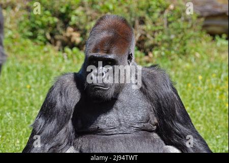 Silverback Gorilla Stockfoto