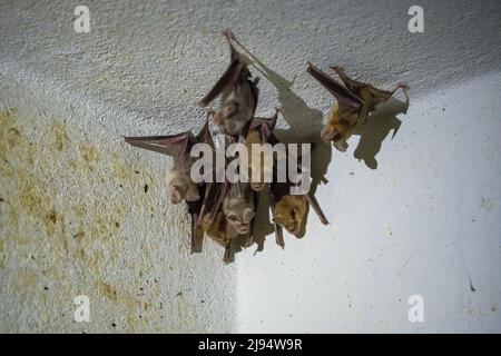 Trident-Fledermaus oder Trident-Blattnase-Fledermaus (Asellia tridens) Stockfoto