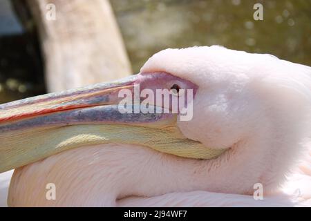 Kopf eines Flamingos von der Seite fotografiert Stockfoto