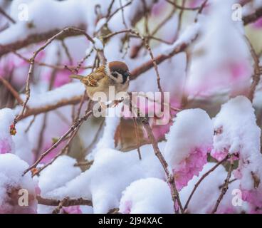 Nahaufnahme eines Sperabauges auf einem Baum mit schneebedeckten rosa Kirschblüten Stockfoto