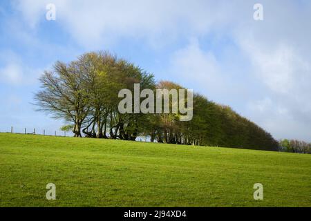 Eine Buchenhedgebank im Frühjahr an der Grenze eines Feldes bei White Moor in den Brendon Hills in der Nähe von Wheddon Cross, Exmoor National Park, Somerset, England. Stockfoto