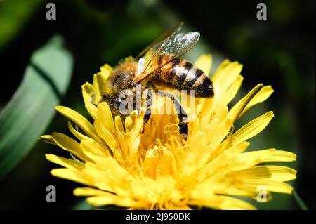 Honigbiene bedeckt mit Pollen auf der Dandelionenblüte Stockfoto