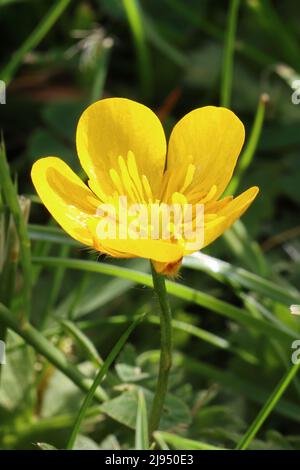 Nahaufnahme eines einzelnen gelben Ranunculus-Butterblumens zwischen grünen Gräsern Stockfoto