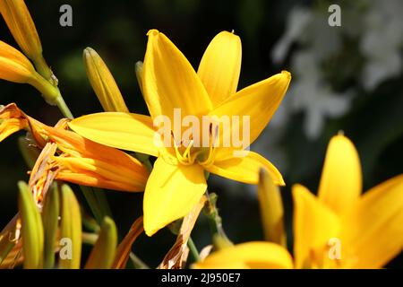 Nahaufnahme eines schönen sonnendurchfluteten gelben hemerocallis vor einem dunklen, verschwommenen Hintergrund, direkter Blick in die Blume Stockfoto