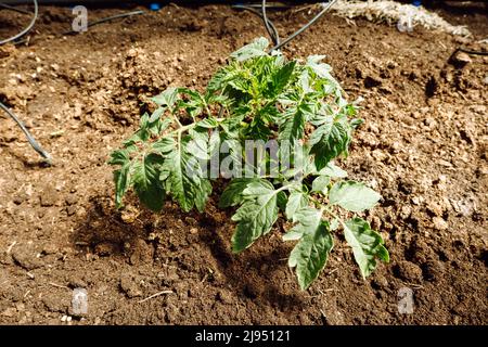 Tomatenpflanzen in pflanzlichen Gewächshäusern. Tomatensämling vor dem Einpflanzen in den Boden, Gewächshauspflanzen, Tropfbewässerung. Stockfoto