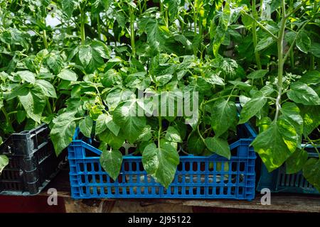 Setzlinge von Tomaten in die Boxen. Gewächshäuser, Tropfbewässerung. Stockfoto
