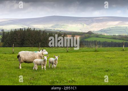 Ein Mutterschafe mit zwei Lämmern in White Moor in den Brendon Hills mit Dunkery Hill Beyond, Exmoor National Park, Somerset, England. Stockfoto