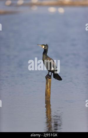 Großer Kormoran Phalacrocorax carbo, Sommergefieder, der auf dem Posten steht, RSPB Minsmere Nature Reserve, Suffolk, England, April Stockfoto
