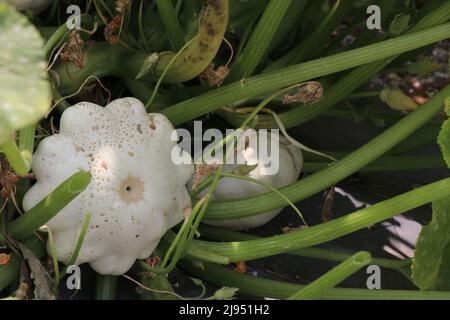 Blick auf den weißen Kürbis, der in einem kleinen Gemüsegarten auf seiner Weinrebe wächst Stockfoto