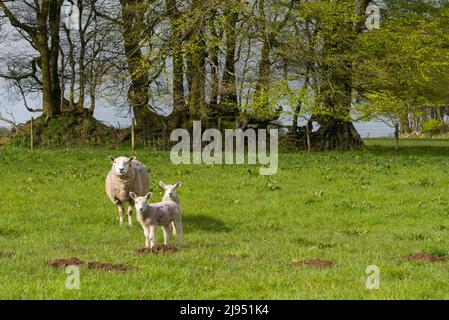 Ein Mutterschafe mit zwei Lämmern in den Brendon Hills im Frühjahr im Exmoor National Park, Somerset, England. Stockfoto