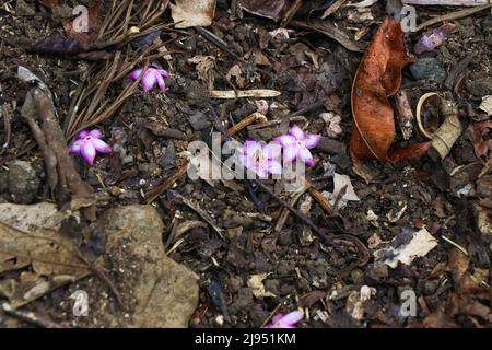 Kleine rosa Blüten sind von einem Baum auf dem Boden zusammen mit trockenen Blättern gefallen Stockfoto