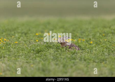 Europäische Hase (Lepus europeaus), Fütterung von Erwachsenen, Hortobagy, Ungarn, April Stockfoto