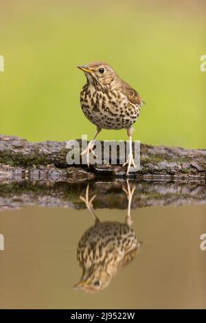 Song Thrush (Turdus philomeos) Erwachsener, der am Wasserrand mit Spiegelung steht, Debrecen, Ungarn, April Stockfoto