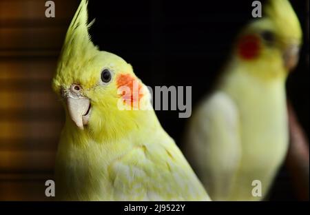 Nahaufnahme eines Portraits von zwei gelben Nymphen mit leuchtend orangefarbenen Wangen, einer auf den Vordergrund fokussiert, der andere vom Hintergrund aus auf ihn. Stockfoto