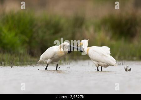 Eurasischer Löffler (Platalea leucorodia) 2 Erwachsene stehen im Wasser, gegenseitige Aufbrütung, Hortobagy, Ungarn, April Stockfoto